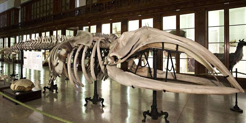 Centro Musei delle Scienze Naturali