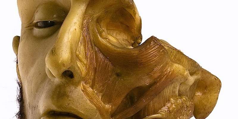 Museo di Anatomia Umana