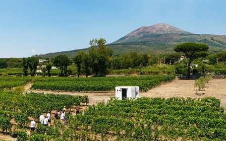 Da Napoli: Wine Tasting Tour sulle pendici del Vesuvio con pranzo