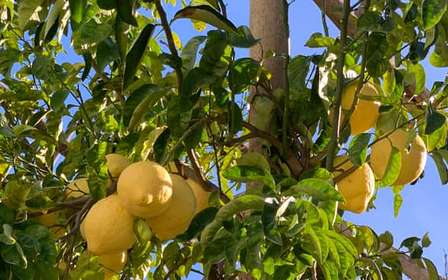 Sorrento: tour del giardino dei limoni con degustazione di marmellata