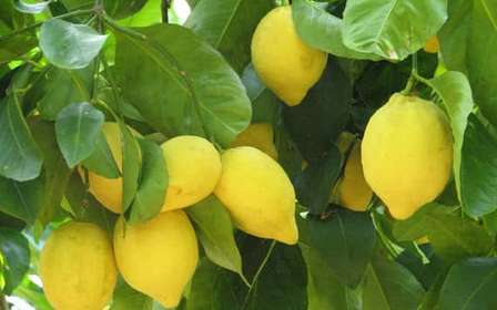 Sorrento: Tour di degustazione del limone, dell'olio d'oliva e del vino con pranzo