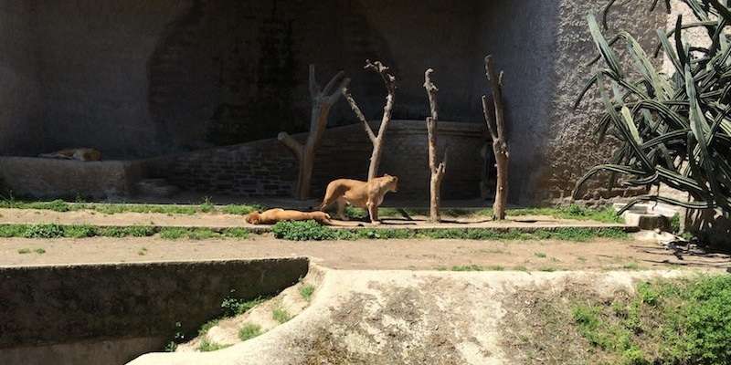 Zoo di Napoli