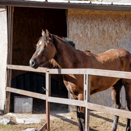 Da Pompei: Tour a cavallo del Vesuvio