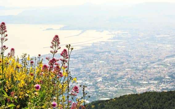 Da Napoli: Trasferimento sul Vesuvio con biglietto d'ingresso
