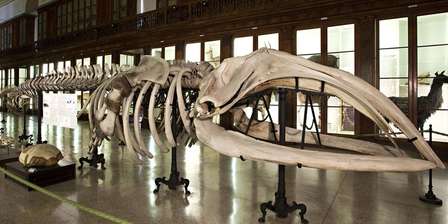 Centro Musei delle Scienze Naturali