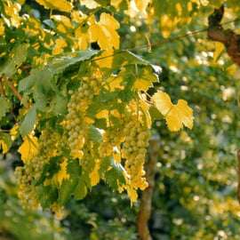 Sorrento: Tour di degustazione del limone, dell'olio d'oliva e del vino con pranzo