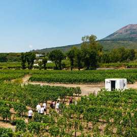 Da Napoli: Wine Tasting Tour sulle pendici del Vesuvio con pranzo