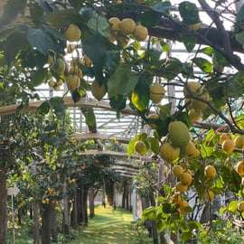 Sorrento: tour del giardino dei limoni con degustazione di marmellata