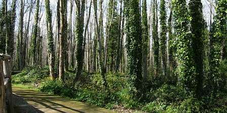 Collina dei Camaldoli