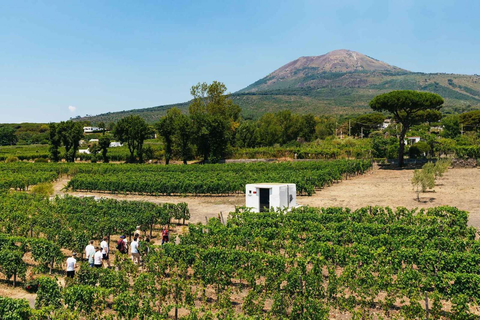 Da Napoli: Wine Tasting Tour sulle pendici del Vesuvio con pranzo