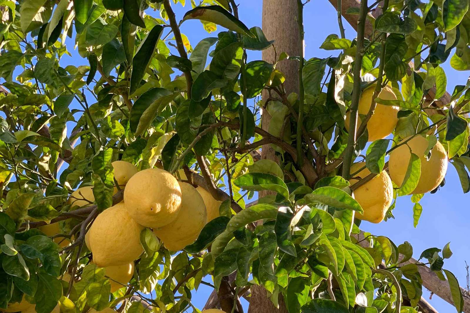Sorrento: tour del giardino dei limoni con degustazione di marmellata