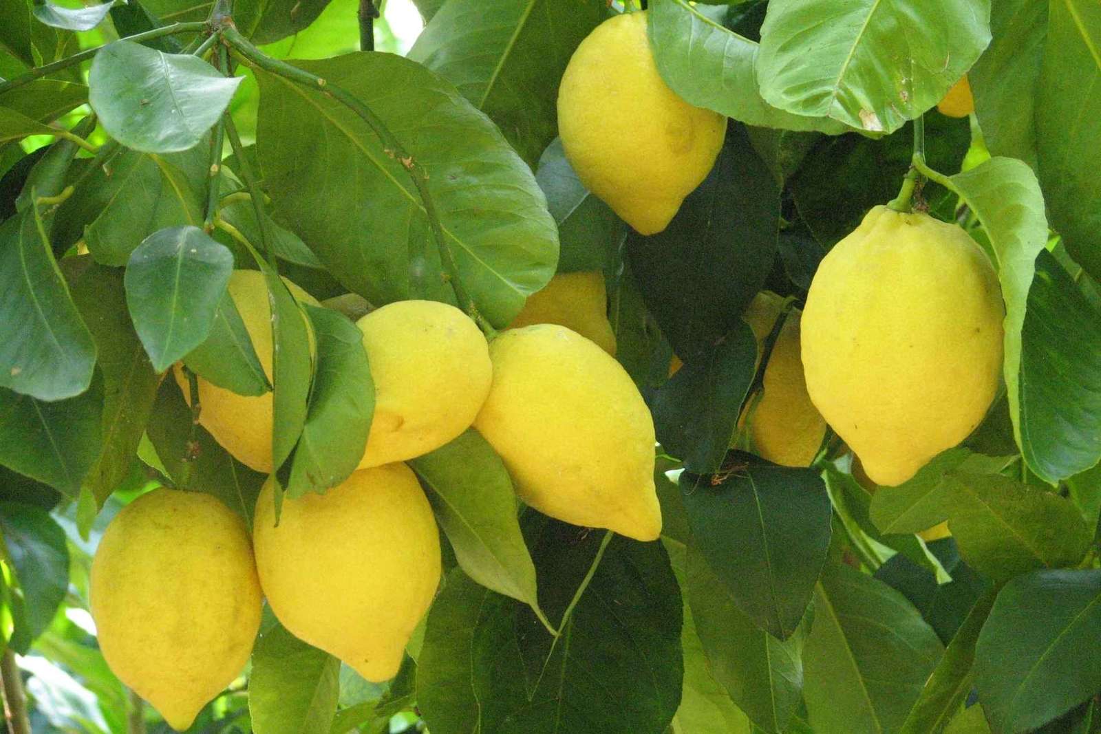 Sorrento: Tour di degustazione del limone, dell'olio d'oliva e del vino con pranzo
