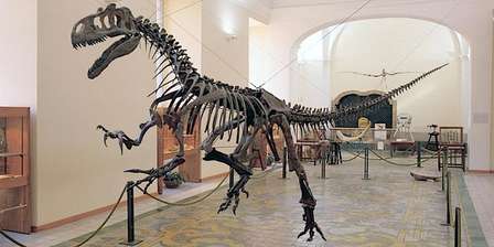 Museo di Paleontologia – Centro Musei Scienze Naturali