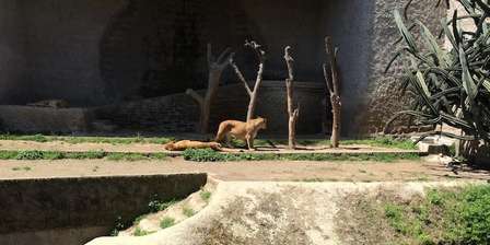 Zoo di Napoli