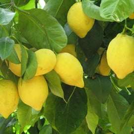 Sorrento: Tour di degustazione del limone, dell'olio d'oliva e del vino con pranzo