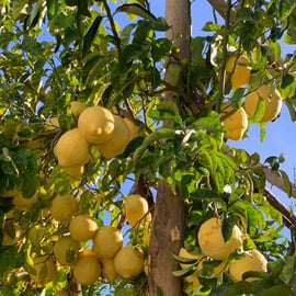 Sorrento: tour del giardino dei limoni con degustazione di marmellata